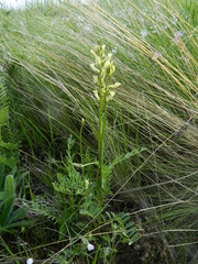 Astragalus arrectus
