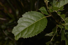 Hedycarya angustifolia