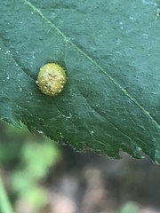 Puccinia sambuci