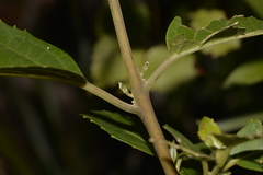 Hedycarya angustifolia