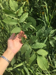 Fraxinus pennsylvanica