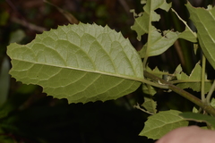 Hedycarya angustifolia
