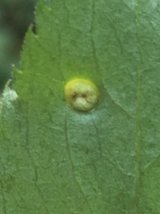Puccinia sambuci