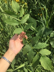 Fraxinus pennsylvanica