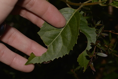 Hedycarya angustifolia