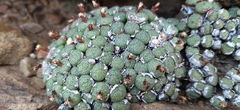 Conophytum truncatum