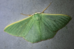 Prasinocyma semicrocea