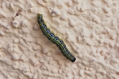Cydalima perspectalis