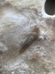 Leptoplana tremellaris