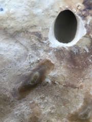 Leptoplana tremellaris