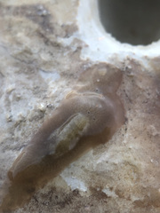 Leptoplana tremellaris