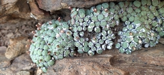 Conophytum truncatum