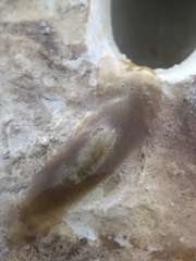 Leptoplana tremellaris