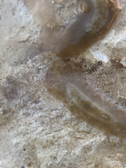 Leptoplana tremellaris