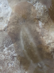 Leptoplana tremellaris