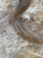 Leptoplana tremellaris