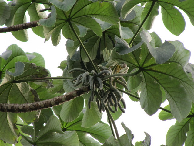 Cecropia schreberiana
