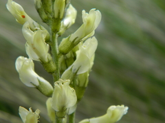 Astragalus arrectus