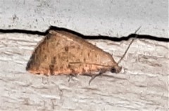 Madope auferens