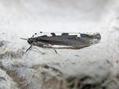 Ethmia bipunctella