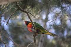 Trichoglossus moluccanus moluccanus