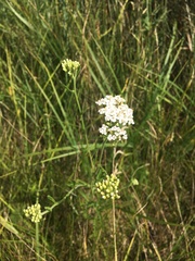 Achillea millefolium