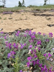 Oxytropis lanata