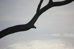 Trichoglossus moluccanus moluccanus