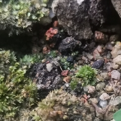 Anthoceros