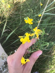 Lotus corniculatus