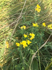 Lotus corniculatus