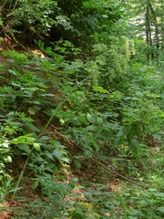 Peucedanum verticillare