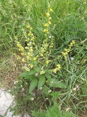 Verbascum chaixii