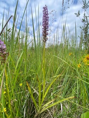 Gymnadenia densiflora