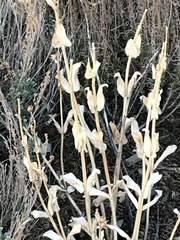 Penstemon pachyphyllus