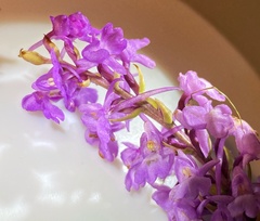 Gymnadenia densiflora
