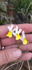 Nemesia anisocarpa