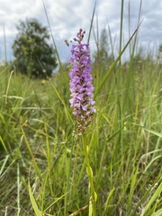 Gymnadenia densiflora