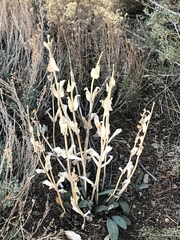 Penstemon pachyphyllus