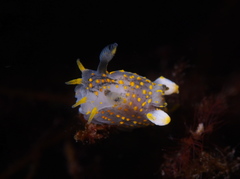 Polycera