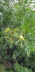 Acacia uncifolia