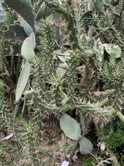 Austrocylindropuntia