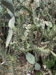 Austrocylindropuntia