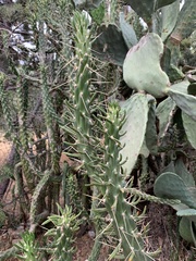 Austrocylindropuntia