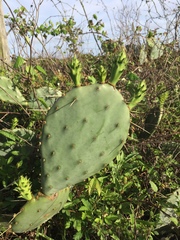 Opuntia anahuacensis