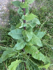 Verbascum nigrum