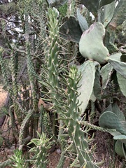Austrocylindropuntia