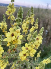 Verbascum nigrum