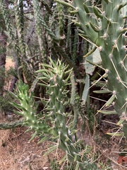 Austrocylindropuntia