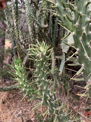 Austrocylindropuntia